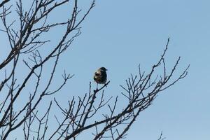 esta linda pequeño sinsonte se sentó posando en el árbol cuando yo tomó el fotografía. el ramas él se sentó en hizo no tener ninguna hojas a esconder a él. el invierno temporada es sólo finalizando y primavera es llegando foto