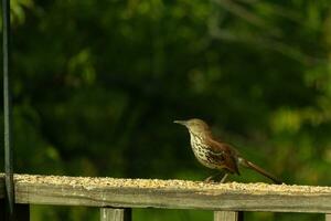 This is an image of a thrush bird coming to visit my deck. These little avians are normally found in the woods, but came out for some birdseed. His little brown body would be camouflaged in the wild. photo