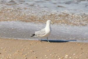 This large seagull is standing at the beach around the water in search of food. The grey, white, and black feathers of this shorebird stand out from the brown sand and ocean water. photo