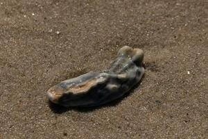 This blue oyster shell was sitting in the sand, having been brought in by the surf. The brown grains of sand all around. The seashell looking glossy from still being wet. photo