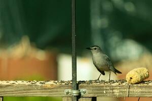 This cute little catbird was perched on the wooden railing of my deck when I took this picture. The little bird was around birdseed and came out for some food. I love his cute little grey body. photo