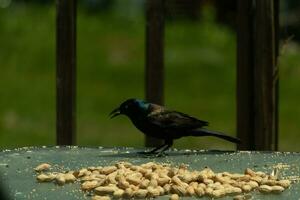 This pretty grackle bird came to the glass table for some peanuts. I love this bird's shiny feathers with blue and purple sometimes seen in the plumage. The menacing yellow eyes seem to glow. photo