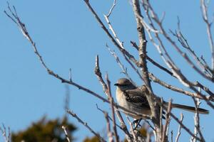 This cute little mockingbird sat posing in the tree when I took the picture. The branches he sat in did not have any leaves to hide him. The Winter season is just ending and Spring is arriving. photo