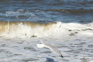 This seagull in this image is soaring across the water in search of food. The large wings are spread so it can glide along the bay breeze. The pretty white, grey, and black feathers stand out. photo