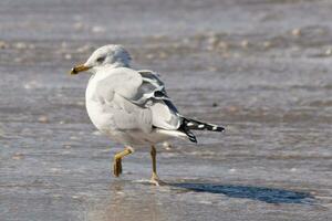 This large seagull is standing at the beach around the water in search of food. The grey, white, and black feathers of this shorebird stand out from the brown sand and ocean water. photo