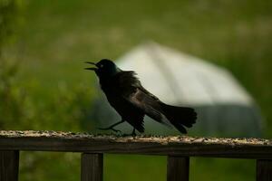 This spooky looking grackle came to the railing of the deck. He looks angry and reminds you of Halloween. His black feathers ruffled up. His menacing yellow eye that seems to glow. His beak open. photo