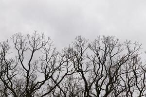 Bare branches of a tree reaching out. The long limbs are without leaves due to the Fall season. Looking like tentacles or a skeletal structure. The grey sky can be seen in the back with white clouds. photo