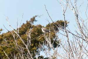 This cute little mockingbird sat posing in the tree when I took the picture. The branches he sat in did not have any leaves to hide him. The Winter season is just ending and Spring is arriving. photo