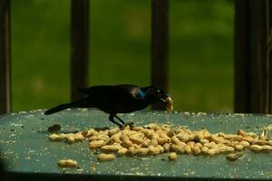 This pretty grackle bird came to the glass table for some peanuts. I love this bird's shiny feathers with blue and purple sometimes seen in the plumage. The menacing yellow eyes seem to glow. photo