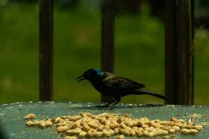 This pretty grackle bird came to the glass table for some peanuts. I love this bird's shiny feathers with blue and purple sometimes seen in the plumage. The menacing yellow eyes seem to glow. photo