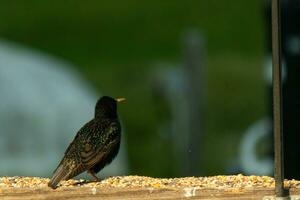 This starling came out to the wooden railing of the deck. His black feathers having white speckle like stars in the sky. His plumage shines like oil on water. His little orange beak pointed forward. photo