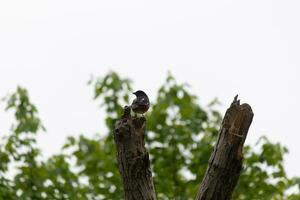 This Baltimore Oriole is perched on this wooden post in the field. His beautiful black, orange, and white body standing out against the white background. This is a migratory bird. photo