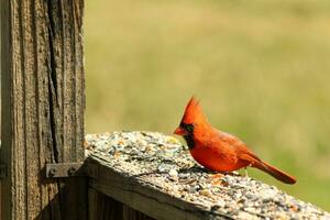 esta hermosa rojo cardenal llegó fuera a el marrón de madera barandilla de el cubierta para alimento. su hermosa mohawk en pie Derecho arriba con su negro mascarilla. esta pequeño aviar es rodeado por alpiste. foto