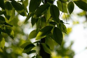 These are the leaves of the American beech tree. The oval looking leaf with the jagged edges all around. The sunlight catching the leaves in the branches, almost making them glow. photo