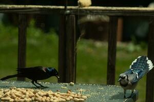 This blue jay bird came to visit the area to get a peanut. The black grackle seems to stand guard. His beautiful feathers shining in the sunlight. These birds are standing around a pile of nuts. photo