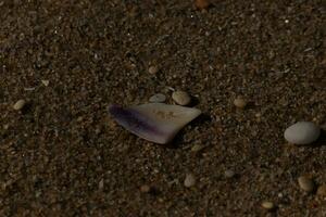 I love the look of this beautiful shell on the beach. The purple hue just stood out to me. The tiny pebbles and polished stones lay all around it. photo