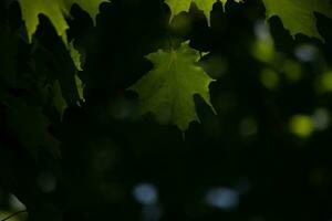 This is a leaf of a sugar maple, which was hanging in the forest. The sunlight reflecting off almost makes them look like they are glowing. The creases in the leaf are actually veins. photo