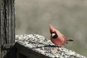 esta hermosa rojo cardenal llegó fuera a el marrón de madera barandilla de el cubierta para alimento. su hermosa mohawk en pie Derecho arriba con su negro mascarilla. esta pequeño aviar es rodeado por alpiste. foto