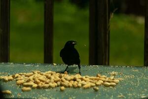 This pretty grackle bird came to the glass table for some peanuts. I love this bird's shiny feathers with blue and purple sometimes seen in the plumage. The menacing yellow eyes seem to glow. photo