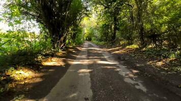 un' colorato viaggio attraverso autunno boschi video