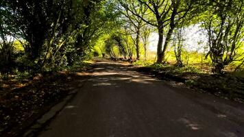 ein bunt Reise durch Herbst Wald video