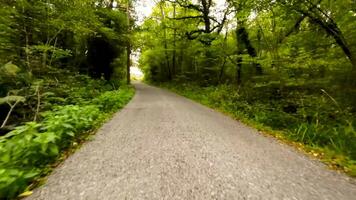 een kleurrijk reis door herfst bossen video