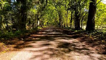 A Colorful Journey Through Autumn Woods video