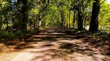 een kleurrijk reis door herfst bossen video