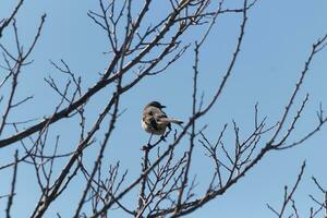 This cute little mockingbird sat posing in the tree when I took the picture. The branches he sat in did not have any leaves to hide him. The Winter season is just ending and Spring is arriving. photo