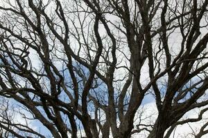 Bare branches of a tree reaching out. The long limbs are without leaves due to the Fall season. Looking like tentacles or a skeletal structure. The blue sky can be seen in the back with white clouds. photo