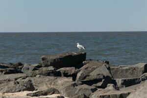 esta majestuoso mirando de pico anillado Gaviota estaba en pie en el embarcadero a el hora yo Mira esta fotografía. esta aves playeras es qué usted visualizar cuando yendo a el playa. el bonito gris y blanco plumas. foto