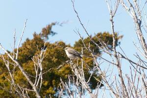 This cute little mockingbird sat posing in the tree when I took the picture. The branches he sat in did not have any leaves to hide him. The Winter season is just ending and Spring is arriving. photo