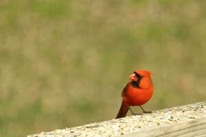 esta hermosa rojo cardenal llegó fuera a el marrón de madera barandilla de el cubierta para alimento. su pequeño mohawk empujado abajo con su negro mascarilla. esta pequeño aviar es rodeado por alpiste. foto