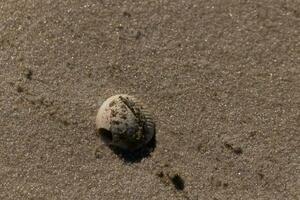 This pretty seashell was washed up on the Jersey shore when I took the picture. This either looks like a scallop shell or a cockle. Bits of sand still clinging to it from the beach surrounding. photo