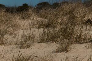 el arena dunas aquí miró entonces hermosa con el dorado alto césped ondulación en el viento. el bonito marrón arena en Entre con un azul cielo arriba. esta imagen estaba tomado en capa mayo nuevo jersey. foto