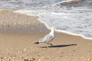 esta grande Gaviota es en pie a el playa alrededor el agua en buscar de alimento. el gris, blanco, y negro plumas de esta aves playeras estar fuera desde el marrón arena y Oceano agua. foto