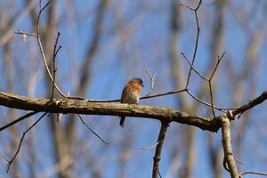 Cute little bluebird sat perched on this tree branch to look around for food. His rusty orange belly with a white patch stands out from the blue on his head. These little avian feels safe up here. photo