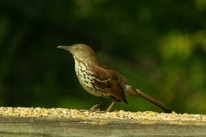 This is an image of a thrush bird coming to visit my deck. These little avians are normally found in the woods, but came out for some birdseed. His little brown body would be camouflaged in the wild. photo