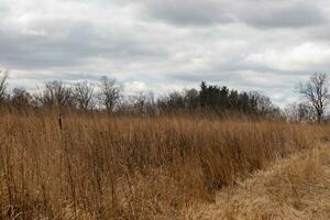 Beautiful field in the middle of a nature preserve. The tall brown grass all over showing the Fall season. You can see tall trees in the background. Grey sky with clouds all over in the distance. photo