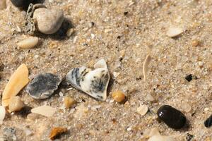 I loved the look of these broken seashells on the beach with the tiny stones. They broke apart from the rough surf battering them to the sand. The shiny look of them is from still being wet. photo