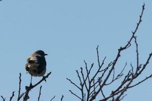 This cute little mockingbird sat posing in the tree when I took the picture. The branches he sat in did not have any leaves to hide him. The Winter season is just ending and Spring is arriving. photo