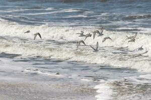 Beautiful sanderling shorebirds caught in flight over the water. I love the look of their wings and how they seem to have black and white streaks. This flock seemed to stick together. photo