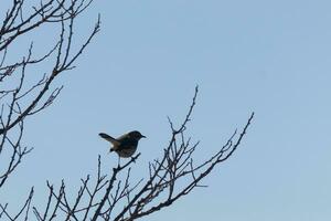 This cute little mockingbird sat posing in the tree when I took the picture. The branches he sat in did not have any leaves to hide him. The Winter season is just ending and Spring is arriving. photo