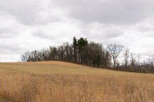 Beautiful field in the middle of a nature preserve. The tall brown grass all over showing the Fall season. You can see tall trees in the background. Grey sky with clouds all over in the distance. photo