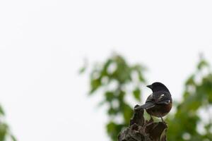 This Baltimore Oriole is perched on this wooden post in the field. His beautiful black, orange, and white body standing out against the white background. This is a migratory bird. photo