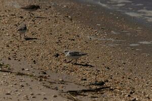 I love the look of these little sandpipers out combing the beach for sea organisms that have washed up. These tiny little shorebirds look so cute as they run in and out from the waves. photo