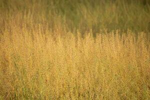 I loved the look of this field as I walked by. The tall brown grass swaying in the breeze. The brown colors of the landscape show the Fall season. photo