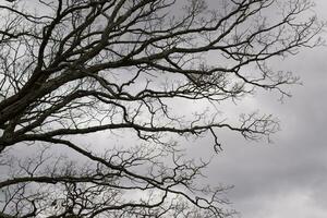 Bare branches of a tree reaching out. The long limbs are without leaves due to the Fall season. Looking like tentacles or a skeletal structure. The grey sky can be seen in the back with white clouds. photo