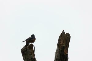 This Baltimore Oriole is perched on this wooden post in the field. His beautiful black, orange, and white body standing out against the white background. This is a migratory bird. photo