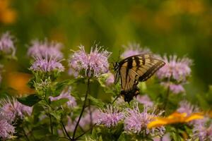 Butterfly coming out into the wildflower field for some nectar. The eastern tiger swallowtail has her beautiful black and yellow wings stretched out. Her legs holding onto a wild bergamot flower. photo